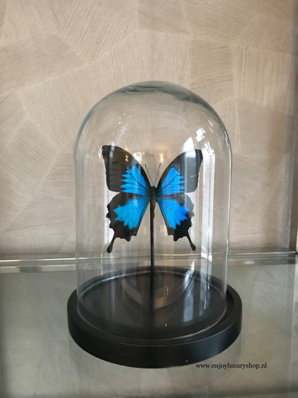 Vlinder Papilio Ulysses Ulysses (blauw)