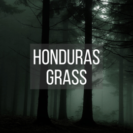 Honduras Grass