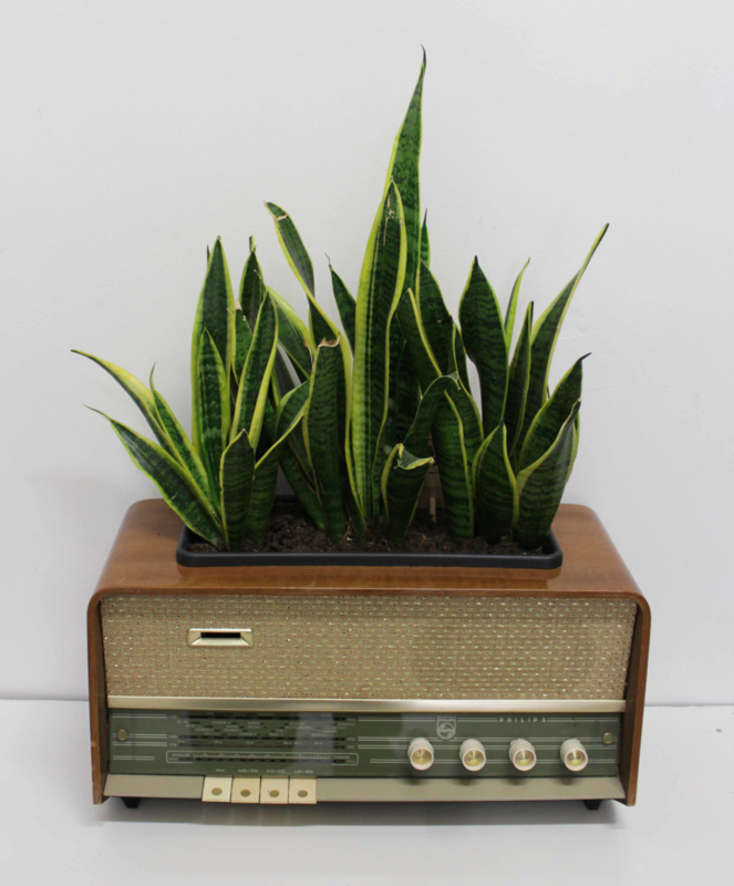 The Sound of the Sanseveria's