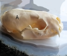 Schedel: Nerts Mink - Neovison vison - compleet met onderkaak - A of B kwaliteit