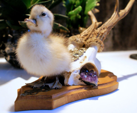 Cocky Yellow Duckling on Roe Buck Antlers (standing)