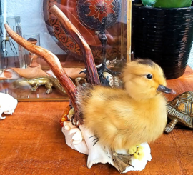 Yellow Duckling on Roe Buck Antlers (standing)