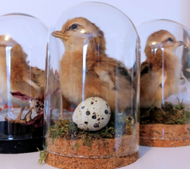 Fluffy Taxidermy Chick in  Dome - 3 options