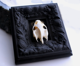 Real Turtle skull in Antique Frame - 11x10 cm