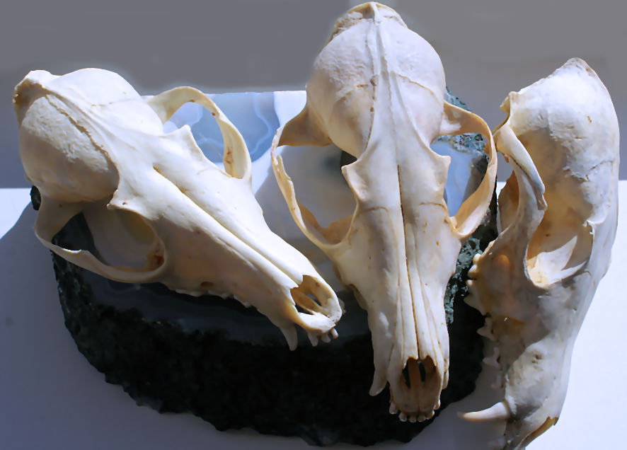 Echte Schedel: Vos Upper