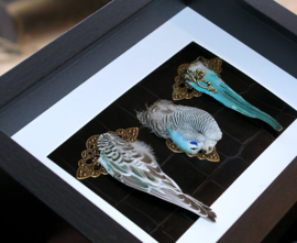 Taxidermy Budgerigar in Museum Frame (+ glass) - 25x18 cm