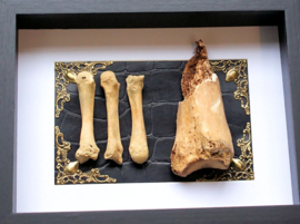 4 Antique Human Bones in a Museum Frame (+ glass) - 25x18 cm