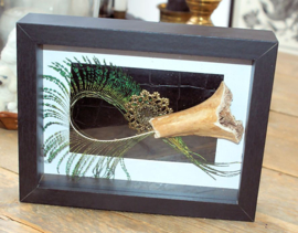 Human Bone & Peacock Feather in a Museum Frame (+ glass) - 25x18 cm
