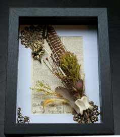 Natural Oddities Collection in Museum Frame (+ glass) - 25x18 cm