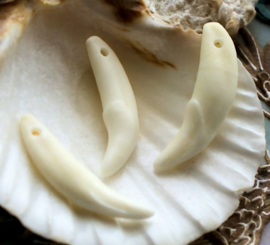 1 bead/pendant: Coyote Tooth - 3 sizes - Off White