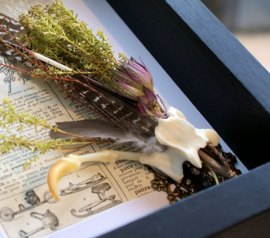 Natural Oddities Collection in Museum Frame (+ glass) - 25x18 cm