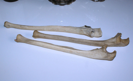 Human Bone: (part of an old medical skeleton) Ulna
