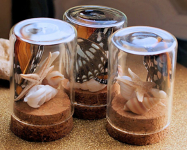 Fox tooth + Butterfly Wings + Starfish + Shell in glass Dome/Container