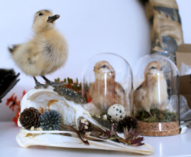 Ostrich skull with taxidermy duckling & dried flowers