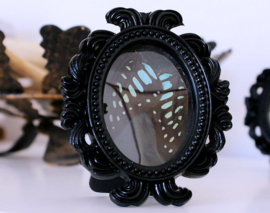 Black Baroque Frame with real Butterfly wings