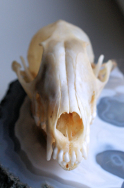 Real Skull: Fox