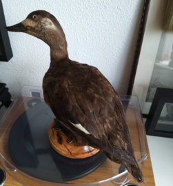 Taxidermie: Opgezette Eend - Velvet Scoter - Melanitta fusca