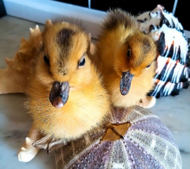 Taxidermy:  Supercute Fluffy Yellow Duckling