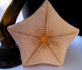 Prachtige Grote Zeester - Pillow Starfish - ca 25 cm