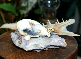 Display: Tupaiidae Skull & Pike Jaw on Mineral Stone