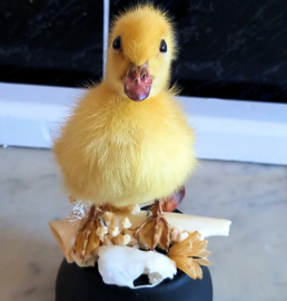 Revenge of the Fluffie: Duckling on a stand, with dried flowers, skull & bones