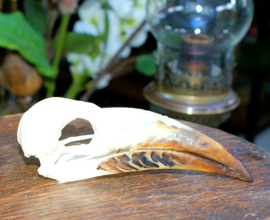 ​Bird Skull: African Grey Hornbill