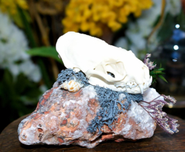 Display: Mink Skull on Mineral Stone