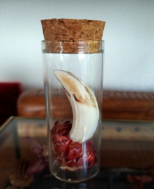 Real Wild Boar Tusk with Dried Flower in Glass Dome-Container