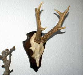 Old Trophy on Shield: 6 pointer Roe Buck (complete with jaws) - 1969