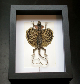 Flying Dragon Lizard in Museum Frame (+ glass) - 25x18 cm