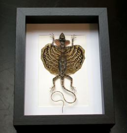 Flying Lizard - Vliegende Draak in Museum Lijst (+ glas) - 25x18 cm