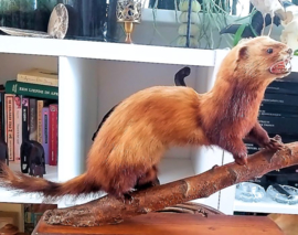 Taxidermie: Mooie Grote Polecat/Bunzing op Tak + Basis