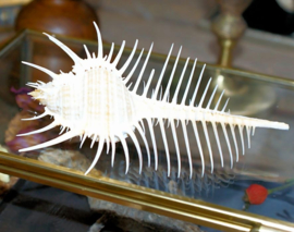 ​Beautiful large Venus comb shell (Murex pecten) - 10 cm