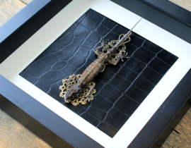 Real Gecko in Black Museum Frame (+ glass) - 25x25 cm