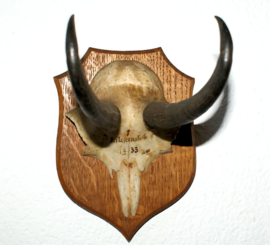 Old Trophy on Shield: Chamois Buck - 1933