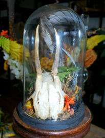 Nature Dome with Skull or Mandible set - various options