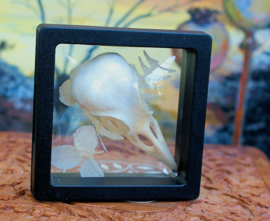 Floating frame with Bird Skull and Dried Flowers - Canary or Jackdaw