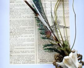 Natural Oddities Collectie in Museum Lijst (+ glas) - 25x18 cm