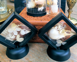 Floating frame met Vogel schedel en droogbloemen - Kanarie of Kauw