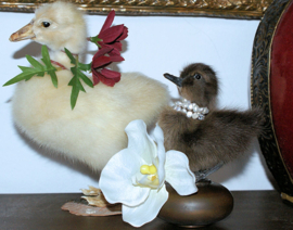 Taxidermie Eendje op koperen basis, met echte pareltjes & zijden Orchidee