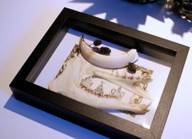 Kaakjes & Slagtand in Museum Lijst (+ glas) - 25x18 cm