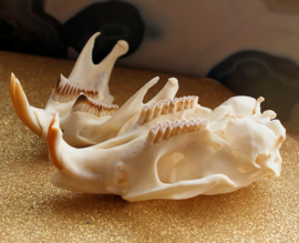 Skull: Muskrat - Ondatra zibethicus