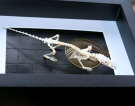 Real articulated skeleton of a Rat in a Museum Frame (+ glass) - 25x18 cm