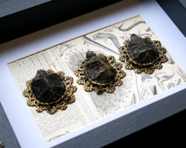 3 dry-preserved Turtles in a Museum Frame (+ glass) - 25x18 cm