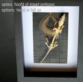 Echt Skelet van Rat in Museum Lijst (+ glas) - 25x18 cm