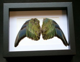 Roodrug-Parkiet Vleugels in Museum Lijst (+ glas) - 25x18 cm