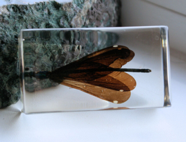 Real Insect in polymer resin - 71x40 mm