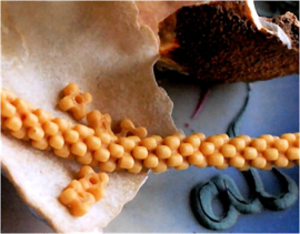 set/10 ANTIEKE TRADE BEADS Handelskralen: Afrika Boheems - ca 5x2 mm - Amber/Honing