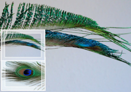Real Peacock Feather - with or without eye - 25-28 cm long