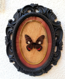 Real Parides butterfly in black Gothic frame